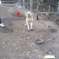 سگ نر برای نگهبانی،توله ماده عراقی|سگ|فیرورق, |دیوار