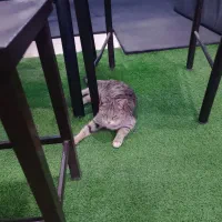 واگذاری گربه|گربه|مراغه, |دیوار