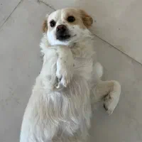 سگ اشپیتز گوش افتاده ماده