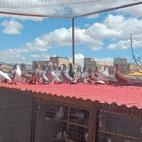 کبوتر|پرنده|قزوین, |دیوار