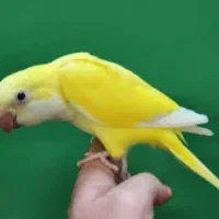 خرید و فروش طوطی راهب شاه طوطی