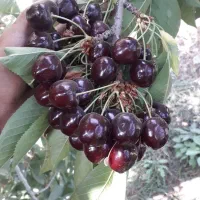 نهال گیلاس گردو .... با قیمت عالی|خدمات باغبانی و درختکاری|بجنورد, |دیوار