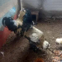 مرغ و خروس|حیوانات مزرعه|رشت, شهرک صبا|دیوار