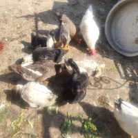 مرغابی|حیوانات مزرعه|اصفهان, شیخ طوسی|دیوار