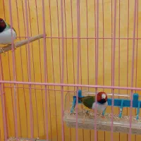 جفت فنچ گلدین زیبا|پرنده|داران, |دیوار