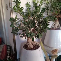 گل و گیاه آپارتمانی