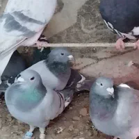 کبوتر جوانه سبز و پولک پرشی. درجه یک