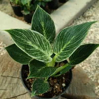 حراج گیاهان آپارتمانی در گلخانه خیریه‌ی نورالمهدی