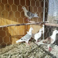 بچه کفتر دوکت زاجر و مگسی