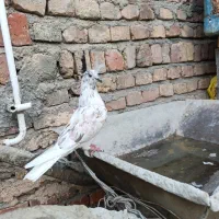 ماده تهرانی پرشی