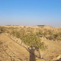 فروش باغ پسته ۷ ساله