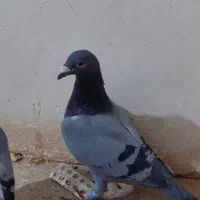 ی جفت سبز پلاکی|پرنده|اشکذر, |دیوار