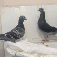 کفتر|پرنده|چناران, |دیوار