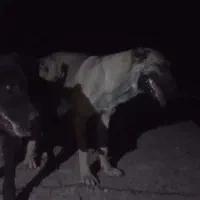 ماده سرابی|سگ|کبودرآهنگ, |دیوار