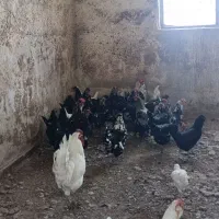 مرغ وخروس