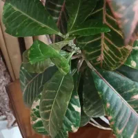 گل و گلدان|گل و گیاه طبیعی|تهران, باغ خزانه|دیوار