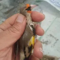 سهره نر|پرنده|سیرجان, |دیوار