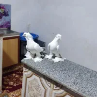کفتر کاکلی پری|پرنده|تبریز, |دیوار