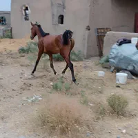 اسب