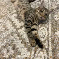 گربه 9 ماهه نژاد  DSH