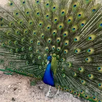 طاووس هندی