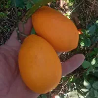 مرکبات باغ خودمون