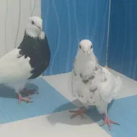 طوقی|پرنده|بهبهان, |دیوار