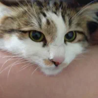 واگذاری گربه نر|گربه|اصفهان, بهارستان|دیوار