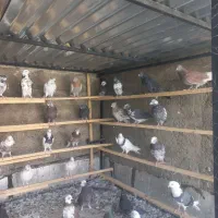 کبوتر تمیز|پرنده|قره چای, |دیوار