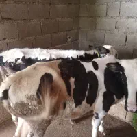 فرو ش دوراس.گاو.نر|حیوانات مزرعه|املش, |دیوار