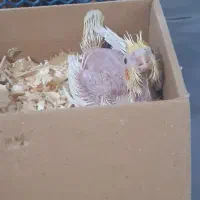 جوجه عروس سرلاکی