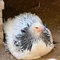 تخم نطفه دار برهما لایت و بلو لایت|حیوانات مزرعه|اصفهان, احمدآباد|دیوار