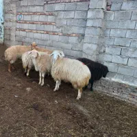 ۶عددگوسفندآبستن جوان