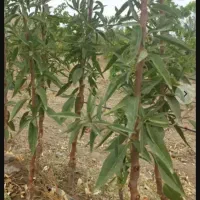فروش نهال درخت بادام،هلو،زردالو