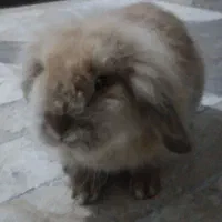 خرگوش بامزه|موش و خرگوش|مشهد, قائم|دیوار