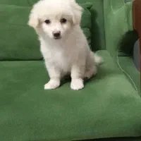 سگ پامراشپیتز