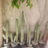 گیاه کاکتوس سنپدرو