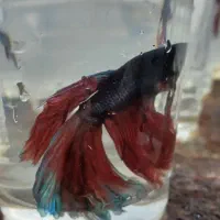 ماهی گوپی و فایتر|ماهی|تبریز, |دیوار