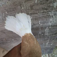 کبوتر رنگی ماده