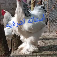 تخم برهما لایت رومانی اصل|حیوانات مزرعه|رشت, جانبازان|دیوار