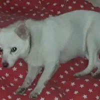 سگ سفید پاکوتاه گم شده|حیوانات|بابل, |دیوار