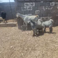 بز با دوتا کهره بز هم ابستنه