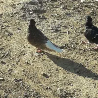 کبوتر رنگی|پرنده|حمیدیه, |دیوار