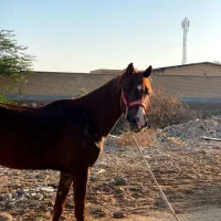 نریان عرب خالص|اسب و تجهیزات اسب‌سواری|بوشهر, |دیوار