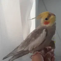 عروس هلندی دستی و سخنگو