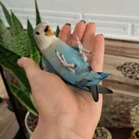 جوجه کوتوله تازه دونه خور فول رام بی نظیر
