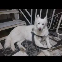 هاسکی سفید|سگ|خرم‌آباد, |دیوار