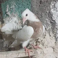 کبوتر|پرنده|مسجد سلیمان, |دیوار