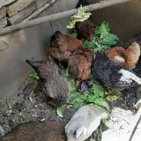 مرغ محلی گلپایگانی