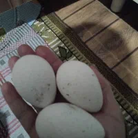 تخم بوقلمون فروشی